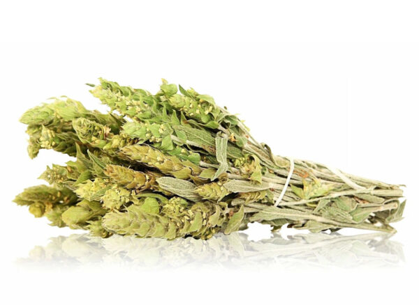 Greek Mountain Sideritis